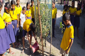 Plantation of saplings