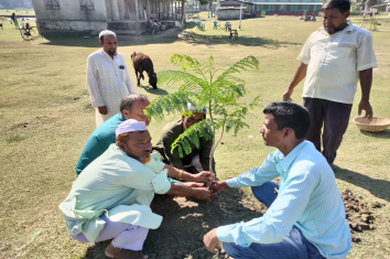 Plantation of saplings