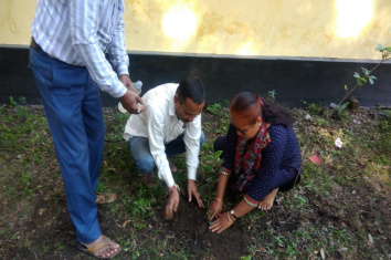 Plantation of saplings